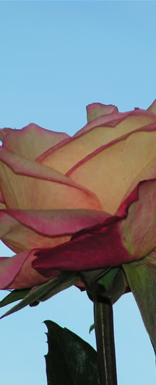 foto van roos