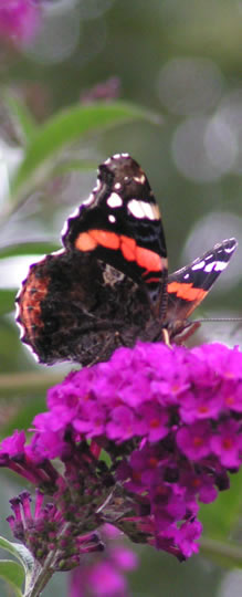foto van vlinder